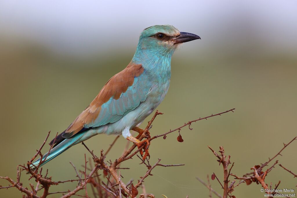 European Rolleradult