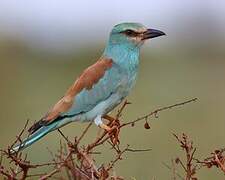 European Roller