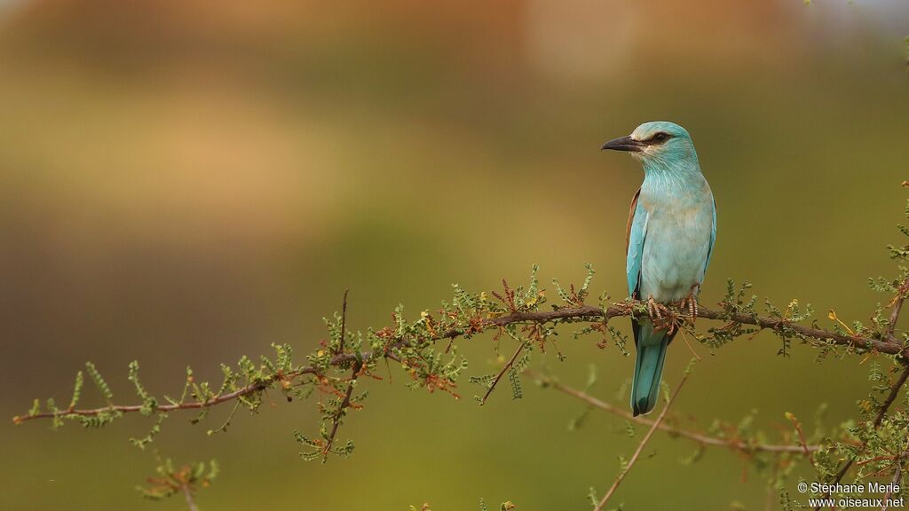 European Rolleradult