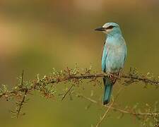 European Roller