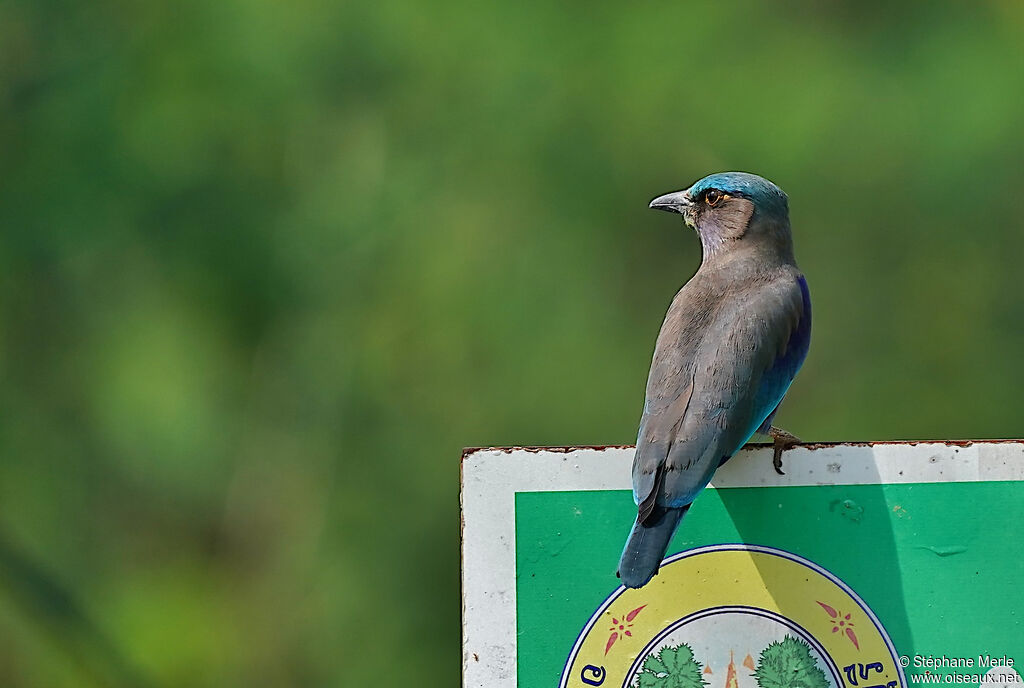 Indochinese Roller