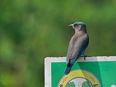 Indochinese Roller