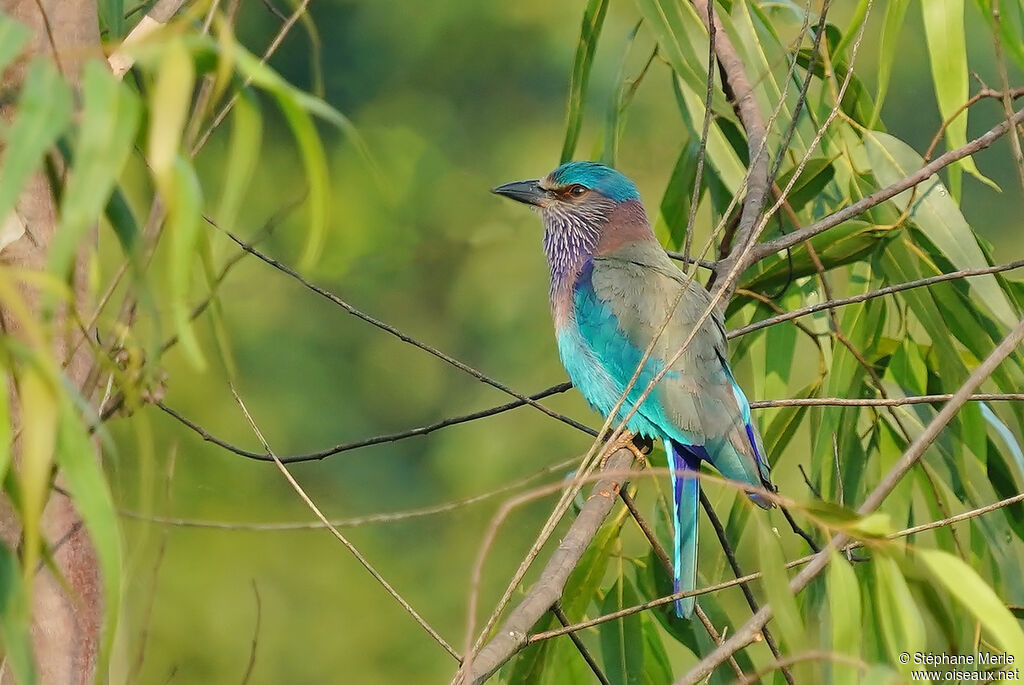 Indian Rolleradult