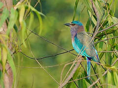 Indian Roller