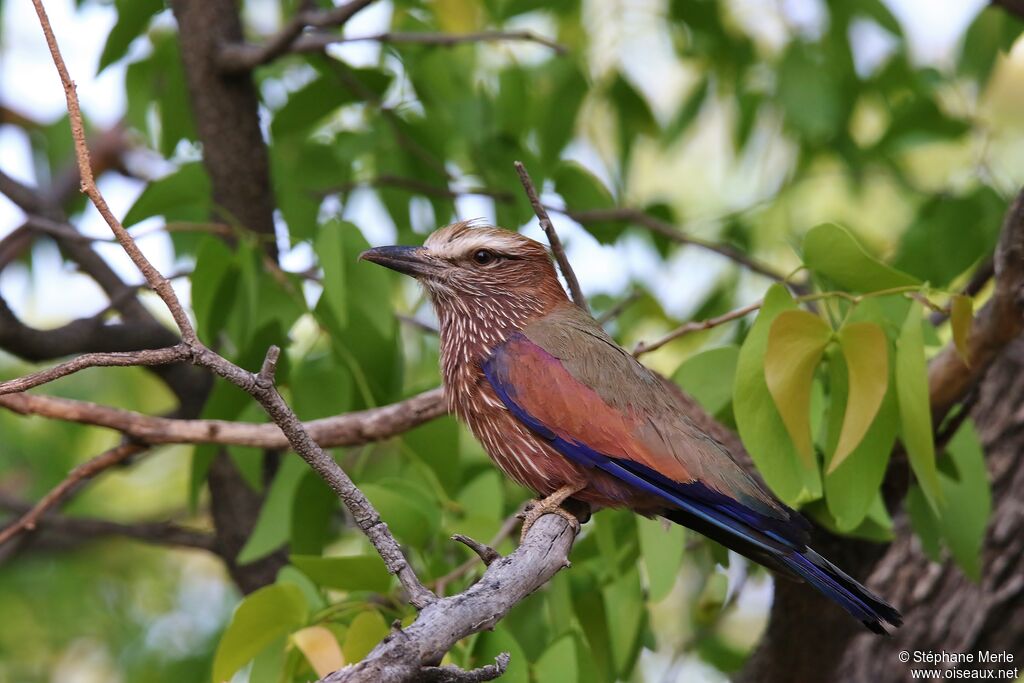 Purple Roller