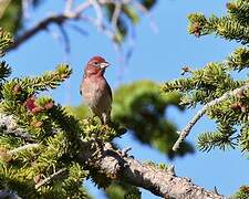 Cassin's Finch