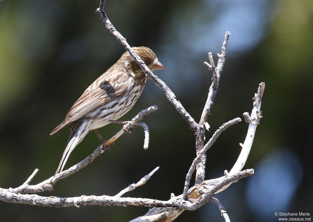 Cassin's Finch