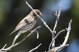 Cassin's Finch