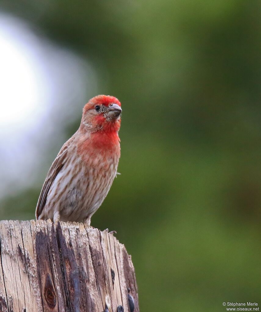 House Finch male adult