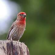 House Finch