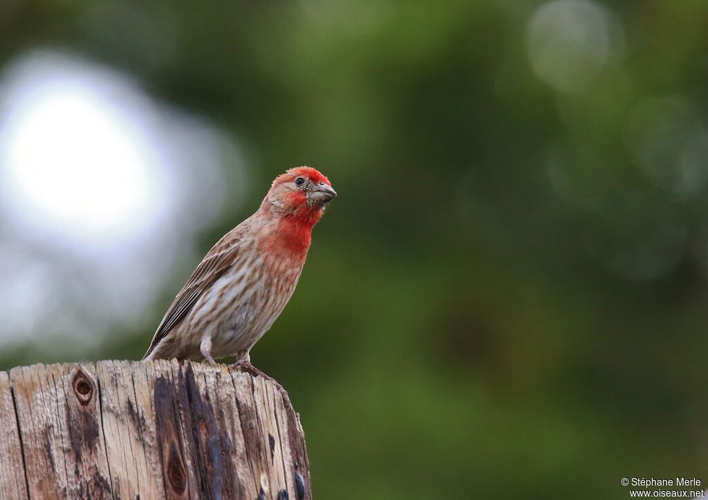 House Finch male