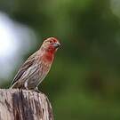 Roselin familier