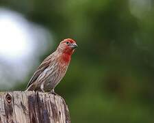 House Finch