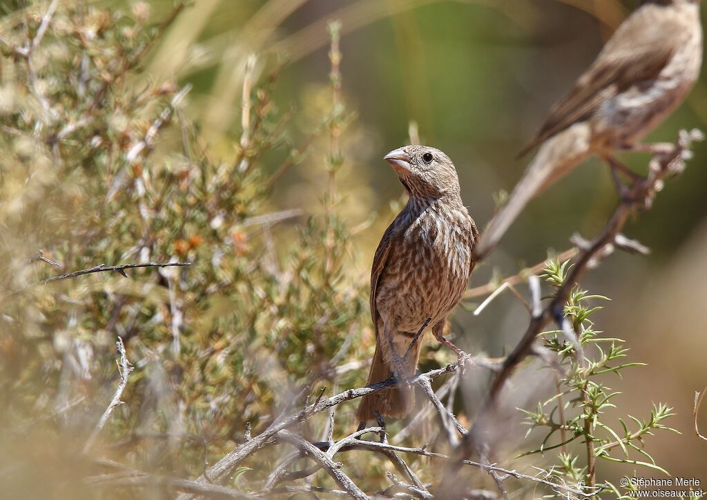 House Finch female