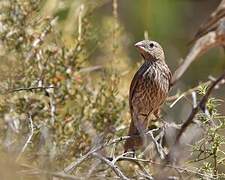 House Finch