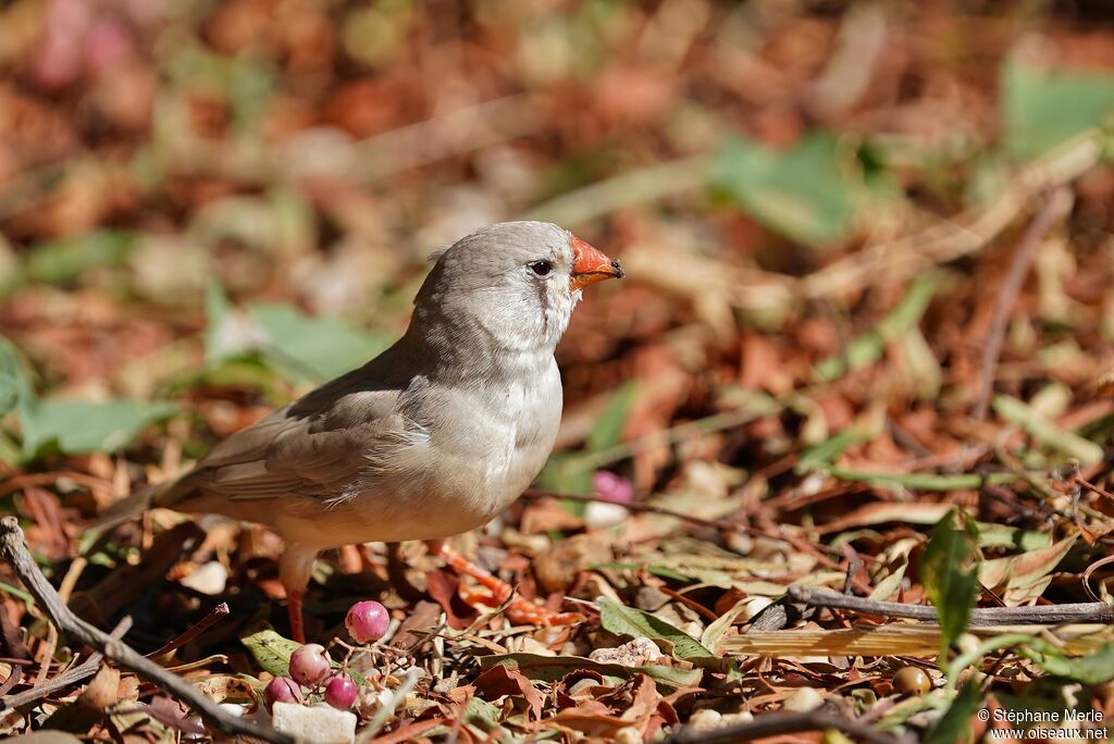 Trumpeter Finch