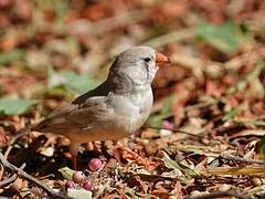 Trumpeter Finch