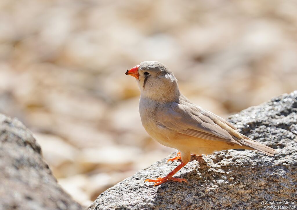 Trumpeter Finch