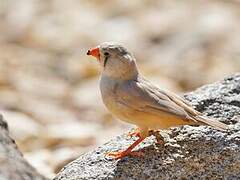 Trumpeter Finch