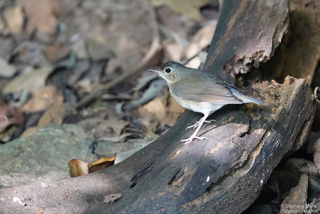 Siberian Blue Robin female adult