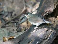 Siberian Blue Robin