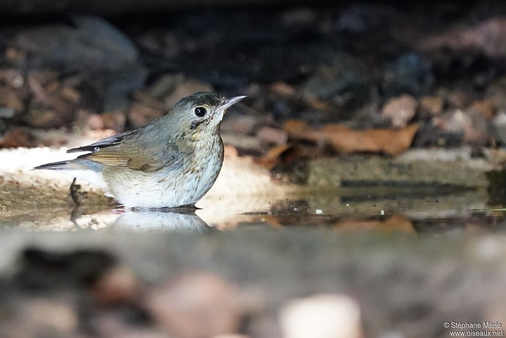 Siberian Blue Robin female adult