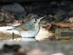 Siberian Blue Robin