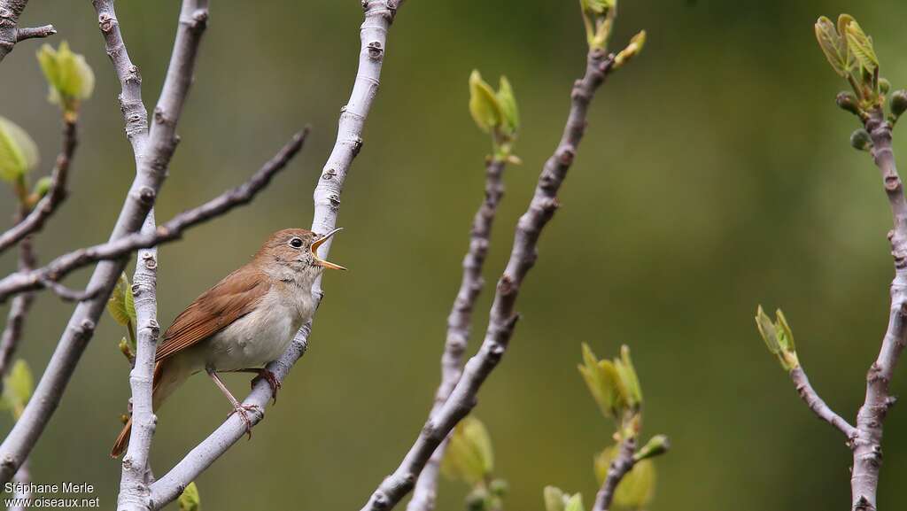 Common Nightingaleadult, song