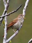 Common Nightingale