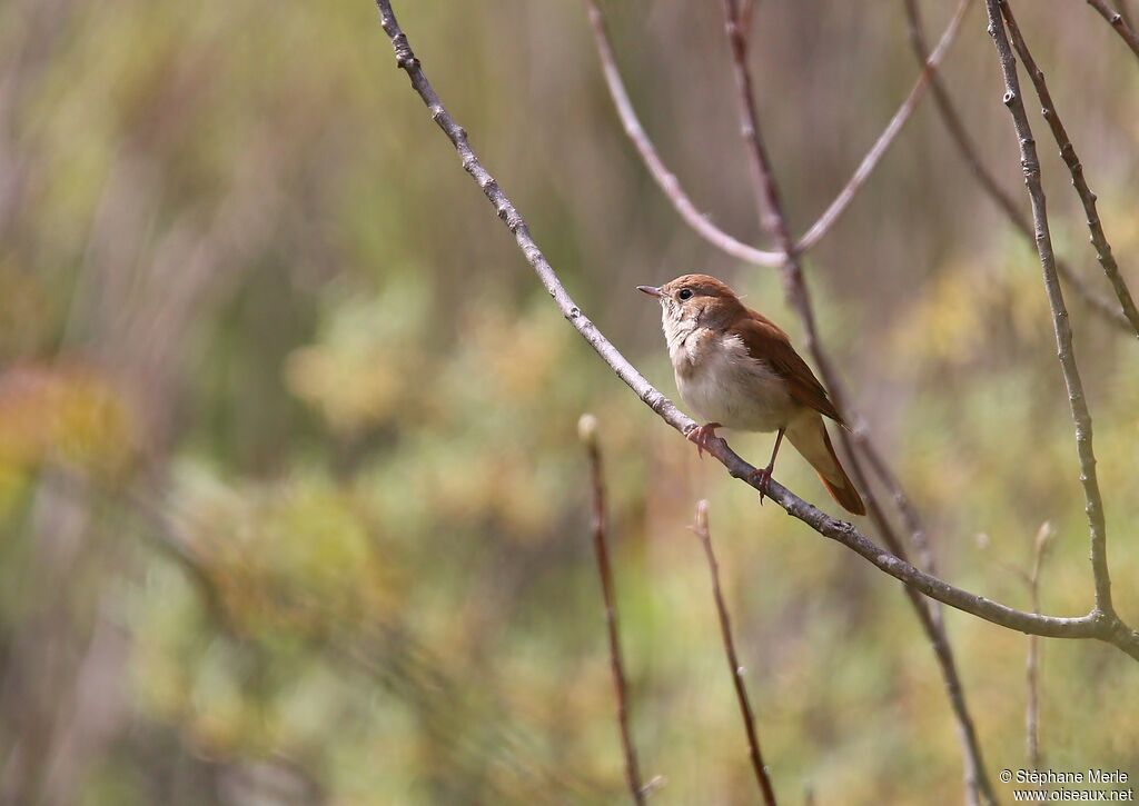 Common Nightingale