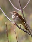 Common Nightingale