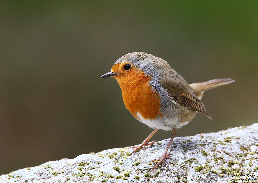 European Robinadult