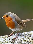 European Robin