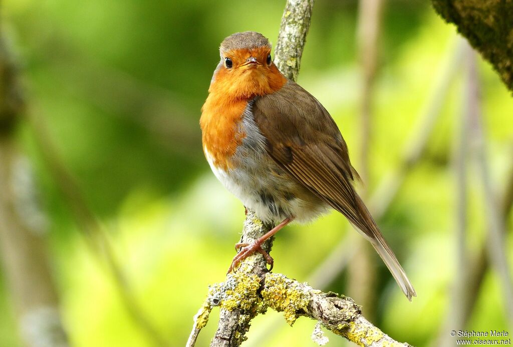 European Robin