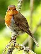 European Robin