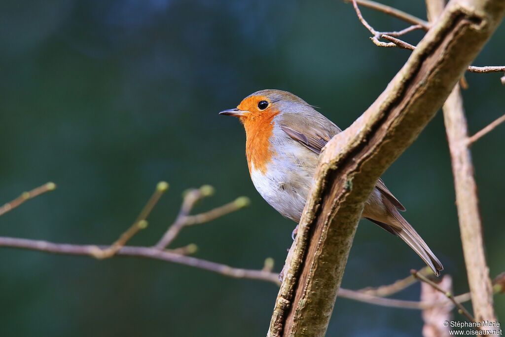 European Robin