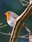 European Robin