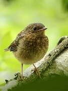 European Robin