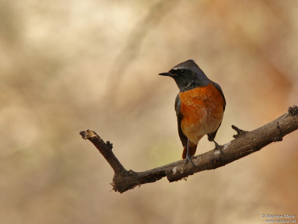 Common Redstart male adult