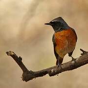 Common Redstart