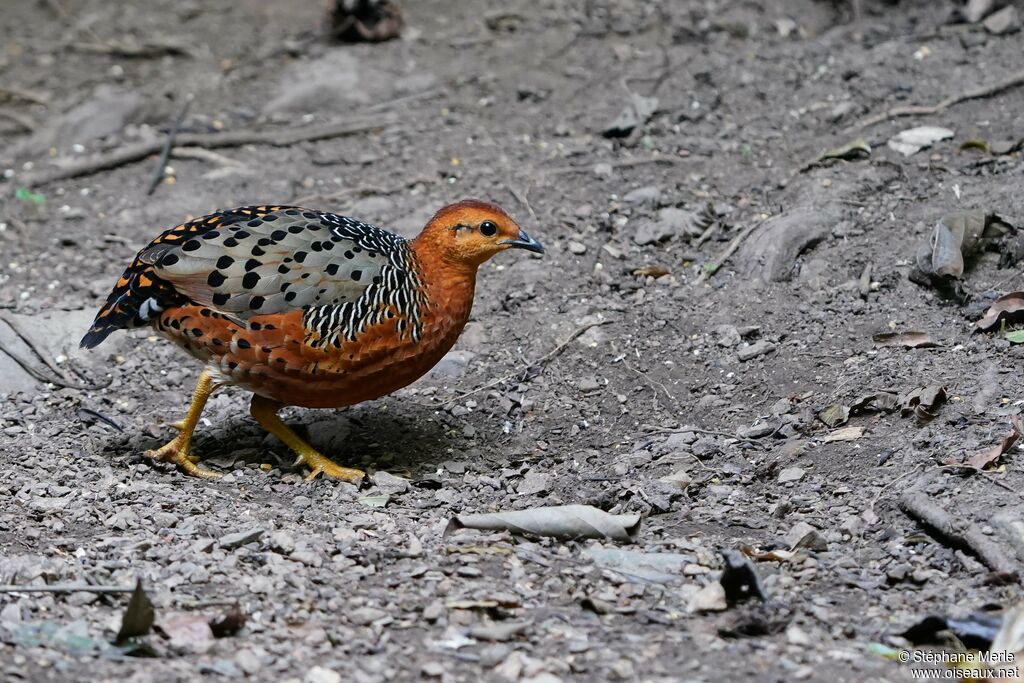 Ferruginous Partridgeadult