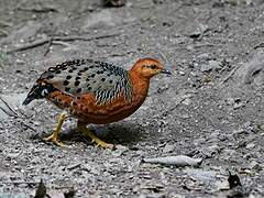 Ferruginous Partridge