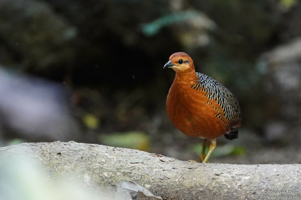 Ferruginous Partridge