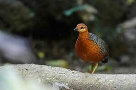 Ferruginous Partridge