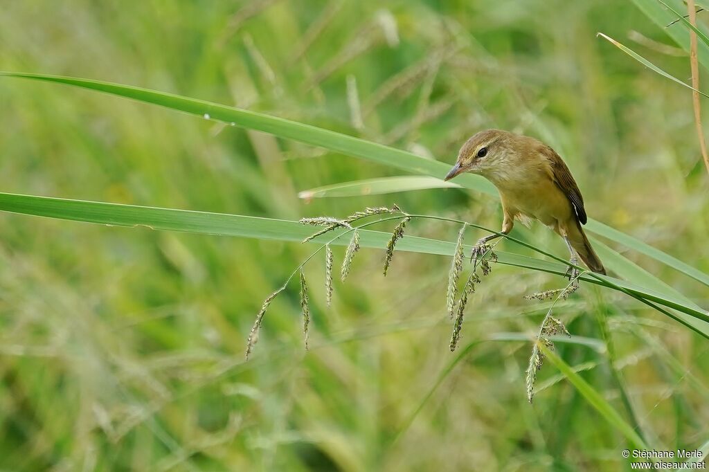 Oriental Reed Warbleradult