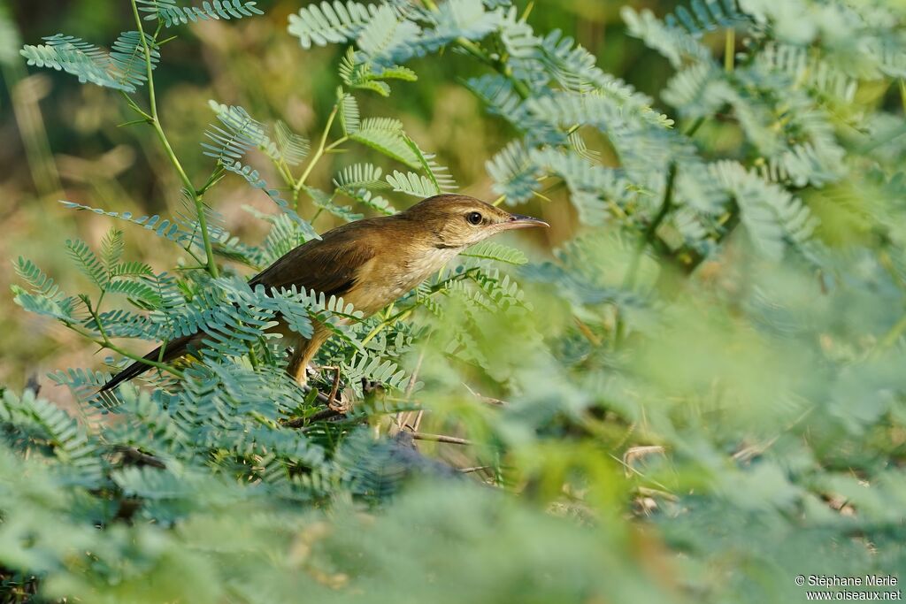 Oriental Reed Warbler