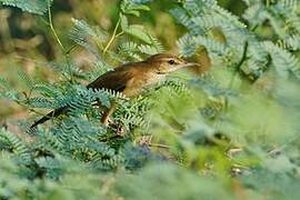 Oriental Reed Warbler