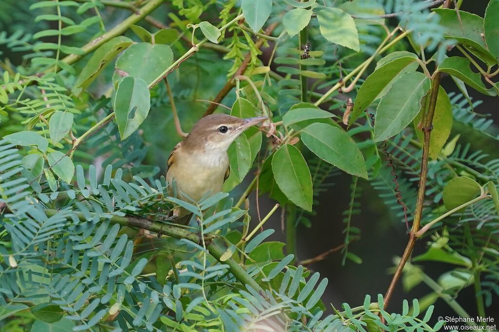 Oriental Reed Warbler