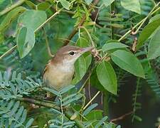 Oriental Reed Warbler