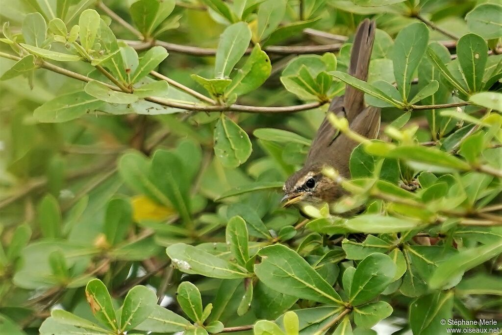 Black-browed Reed Warbleradult